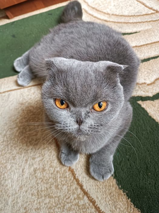 Продам или обменяю