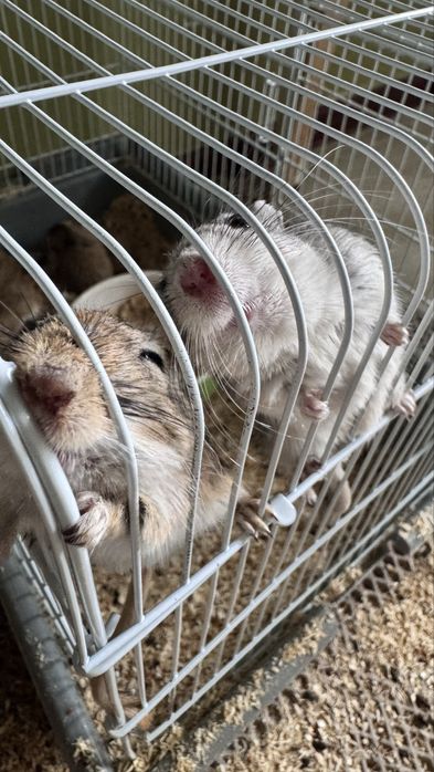 Продаю песчанок 5