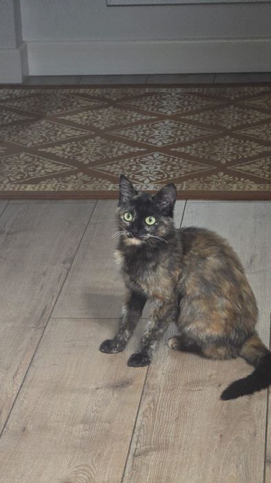 Домашняя кошка 4 месяца