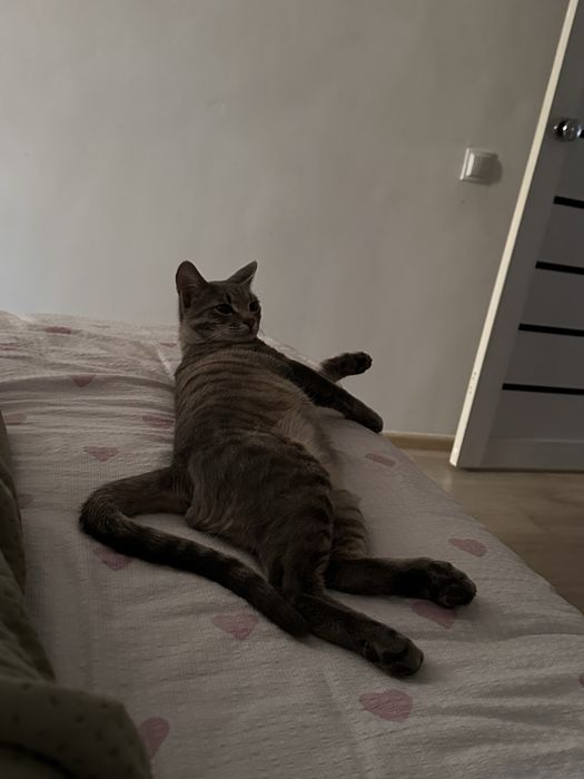 Кошки,Мысық тәртіпті
