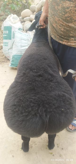 Qo'yla  qóchqor (баран) bor