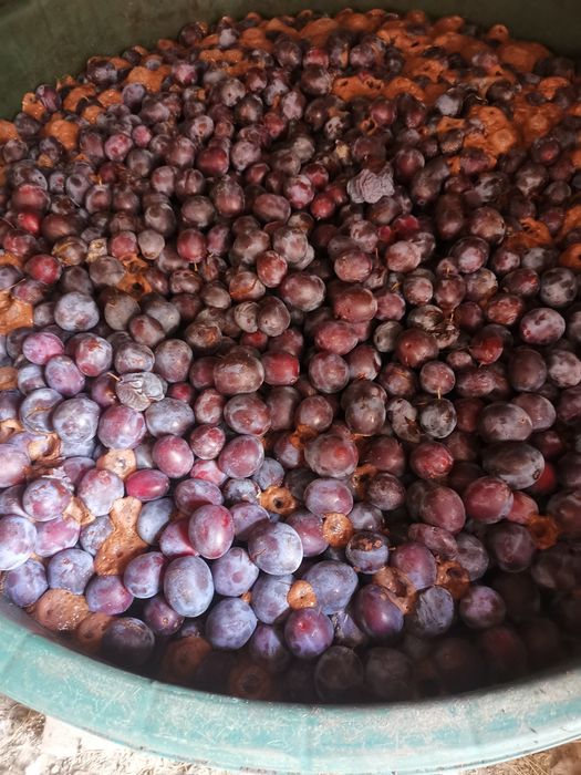Borhot de calitate prune  Stanley și anaspet