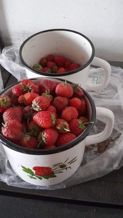 Клубника домашняя