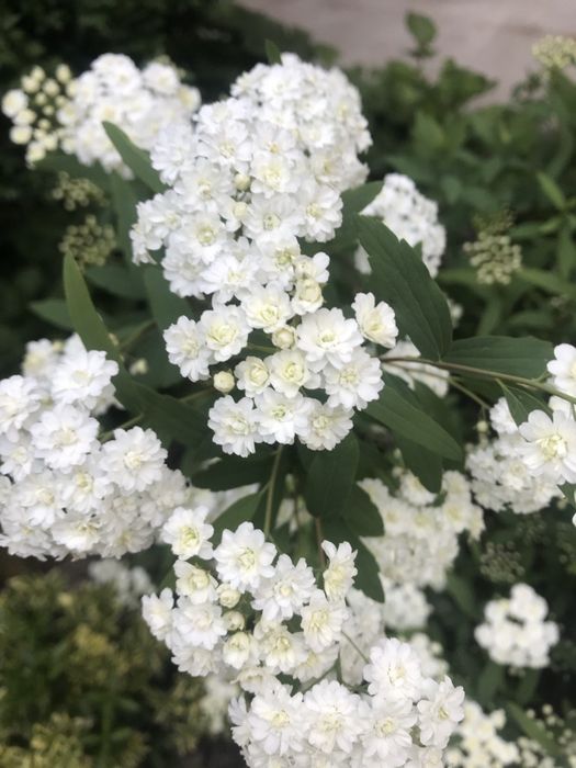Spiraea gozalik uchun
