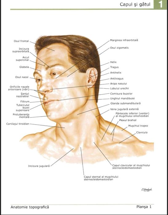 Atlas Anatomie - Frank Netter