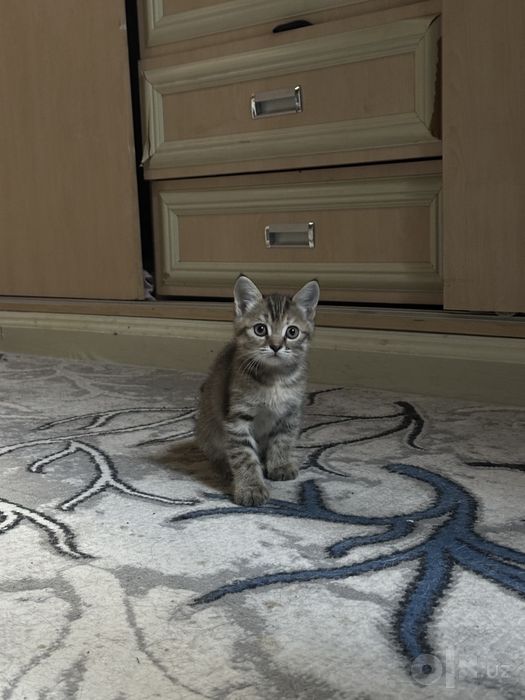 Ласковый котенок ищет любящую семью