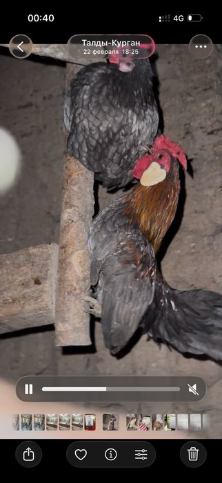 Продам карликовых кур пару