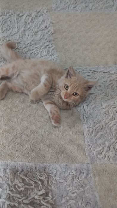 Отдам котёнка, мальчик.