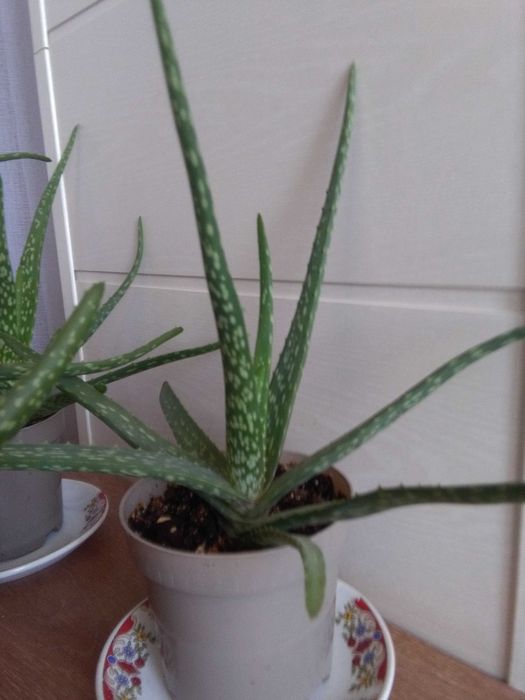 Алоэ - полезное растение