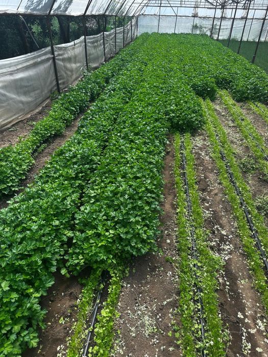 Vand patrunjel verde vrac