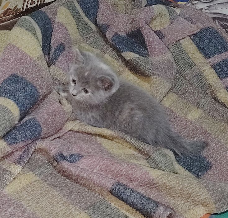 Отдам котят в добрые руки
