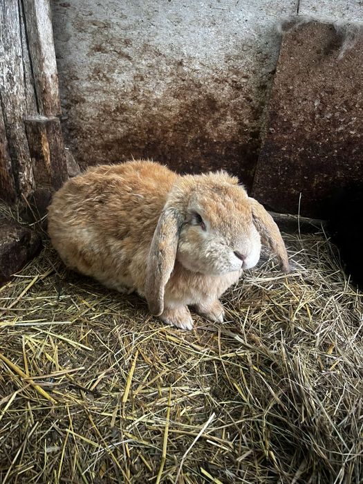 Iepuri berbec german