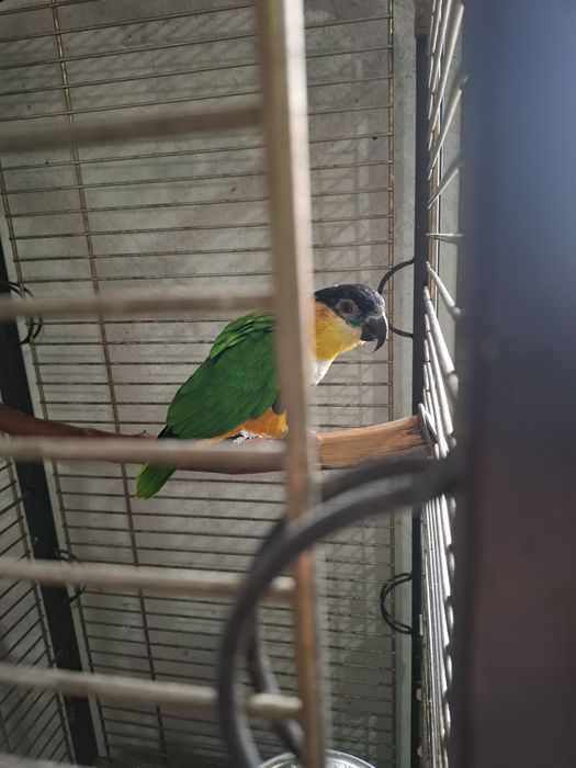 Femelă Caique...