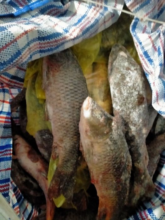 Продам рыбу сазан 1500т кл