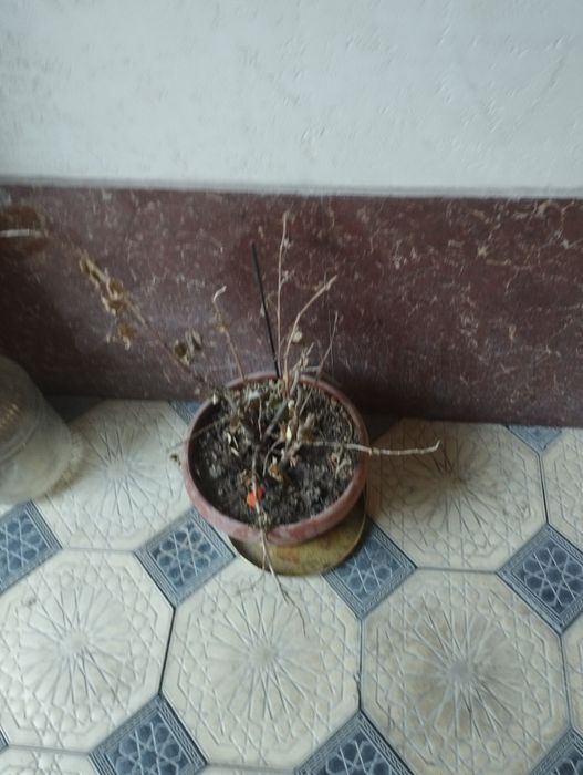 Продается витринный холодильник