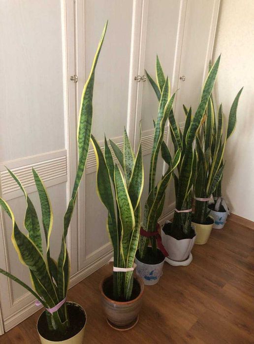 Комнатные растения