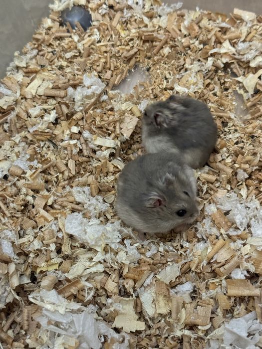 Хомяки джунгарики