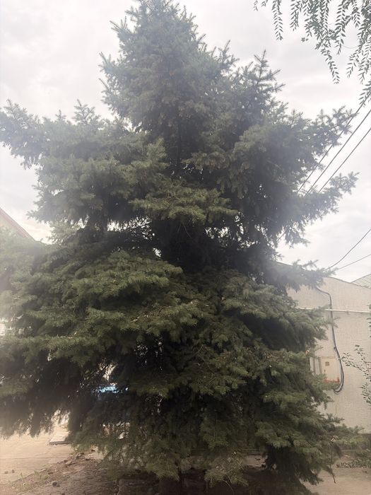 Продам ель голубая