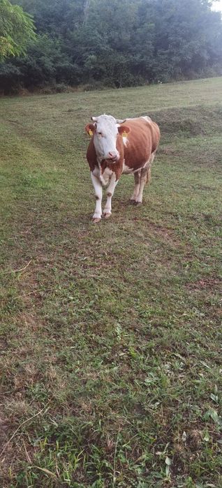 Vaca bălțat românească