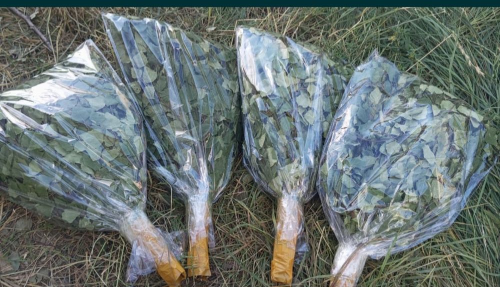 Продам веники березовые