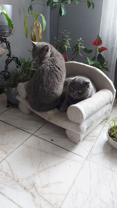 Къщи и фотьойл за котка и куче нови