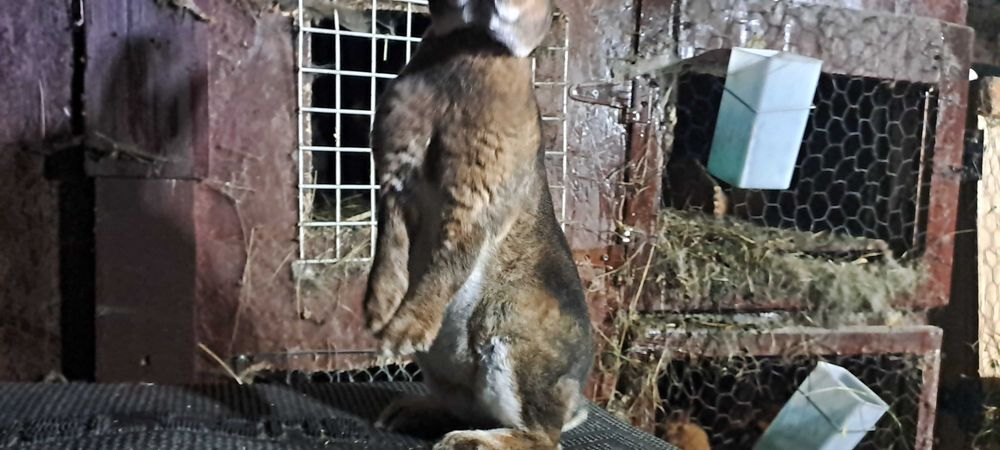 Vănd o femela rex pitic castor Gherla • OLX.ro