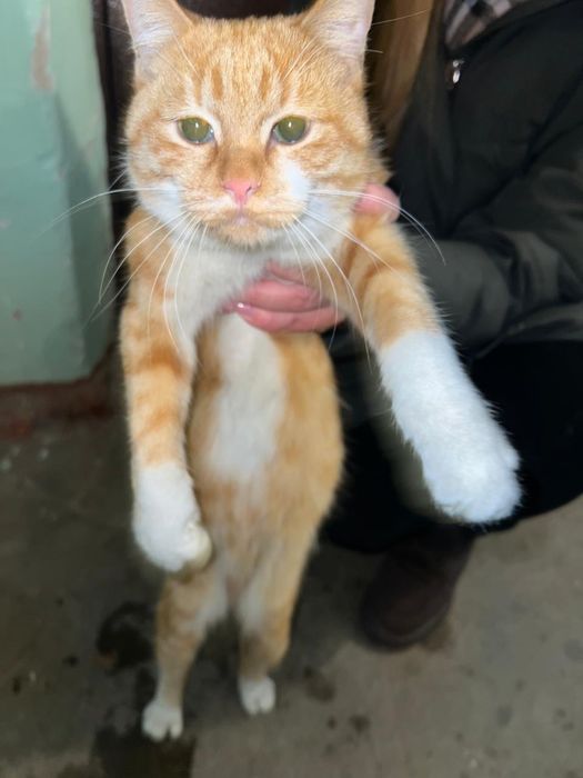 Кот Рыжик в добрые руки