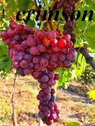 Cires altoi/aluni/Chandler/Agris.smochini/Paulownia.livrare