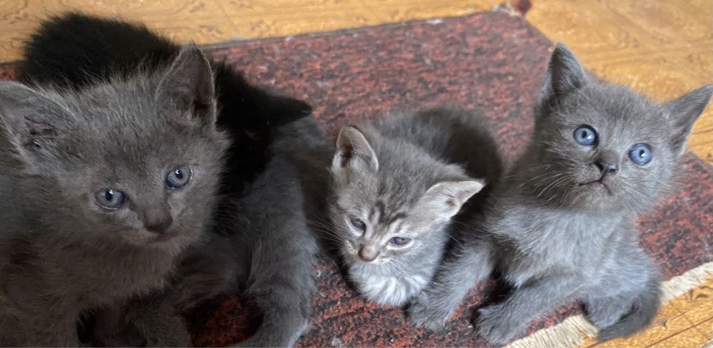 Котята в добрые руки