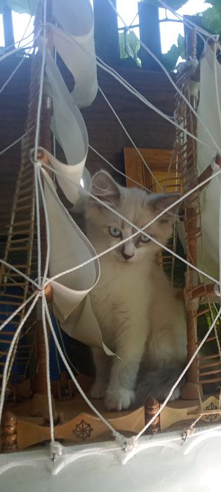 Отдам в добрые руки