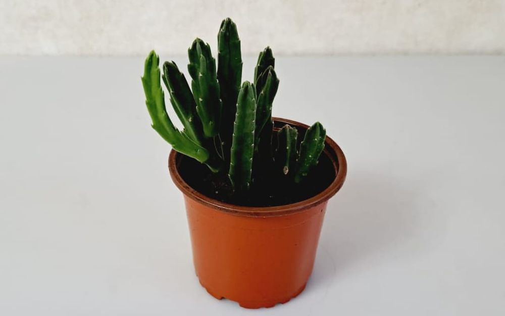 Цветы, цветы, цветы