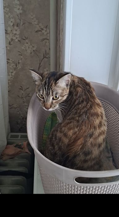 Мурлыка кошечка Мурочка в добрые руки!