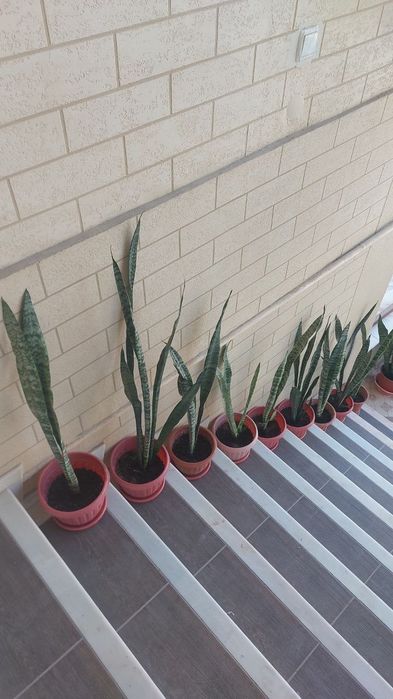 Алое вера, Aloe vera guli 30000