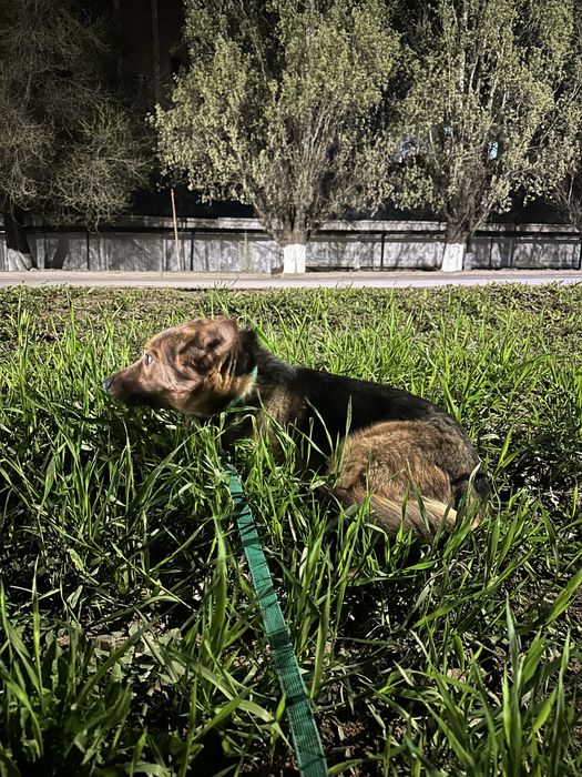 !!!Ищем заботливого хозяина