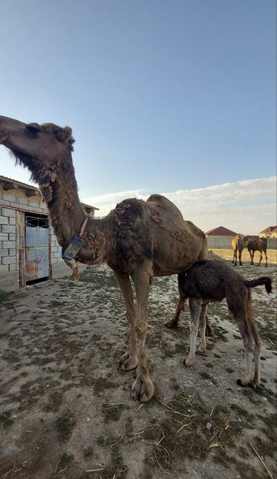 Кымыран.Туйе Сути.Шубат сатылады !