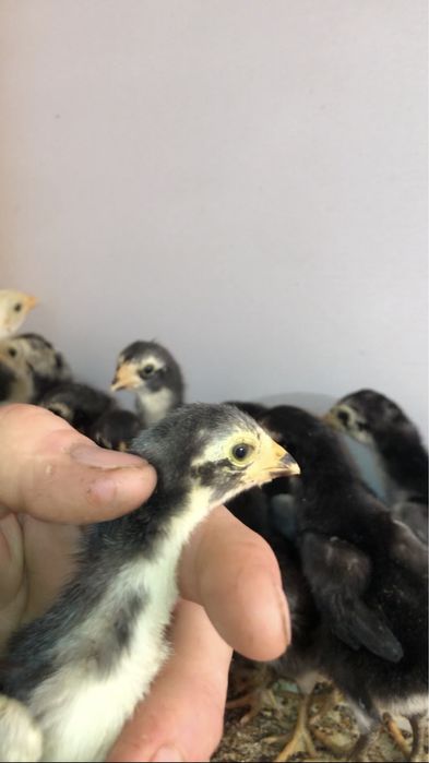 Чорни пантерани болалари сотувда