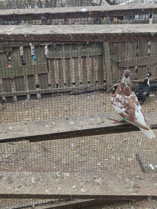 Voiajori  Meulemans de vânzare