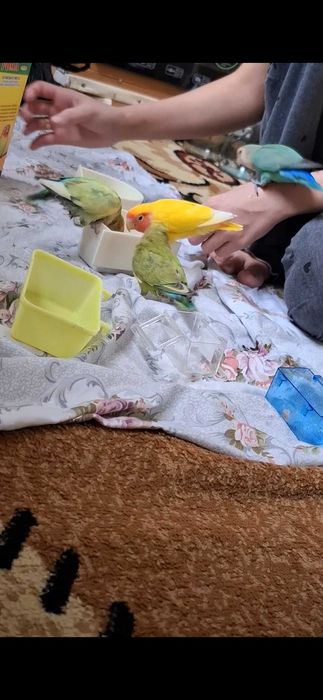 Papugay nerazluchnik