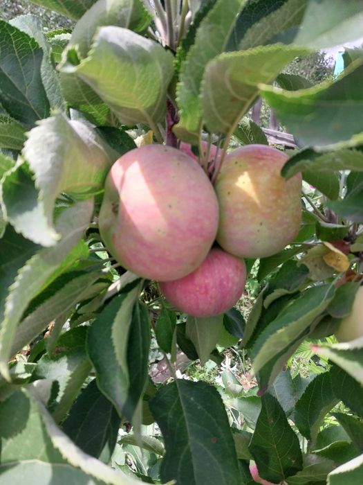 Продаю дачу цветущий сад