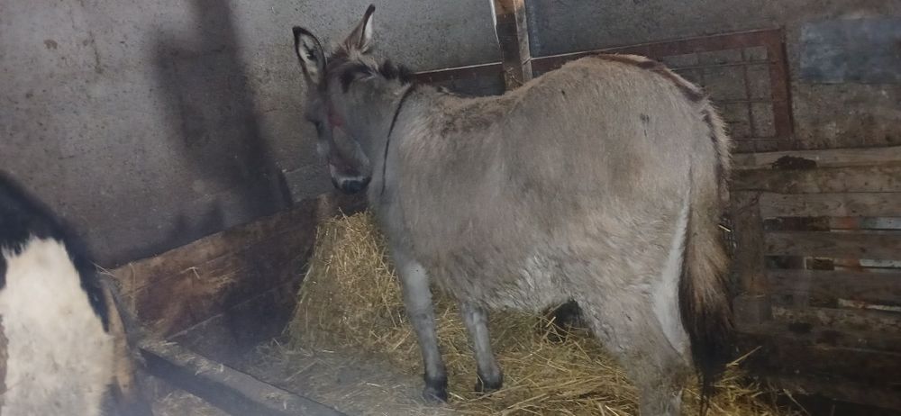 Vand măgar castrat tanăr