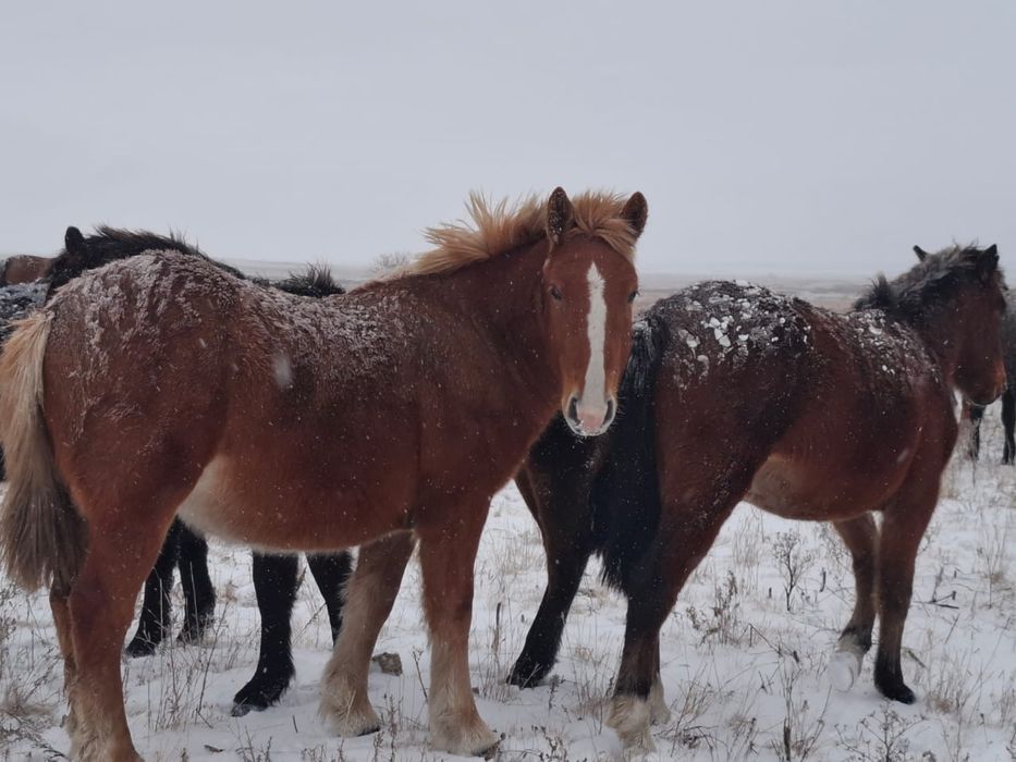 Тяжоловес тай сатылады