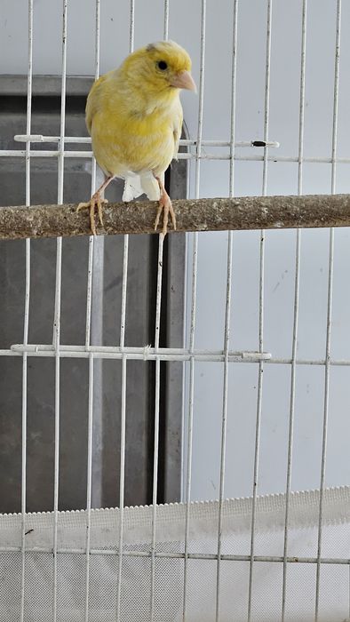 Продаётся самка канарейка