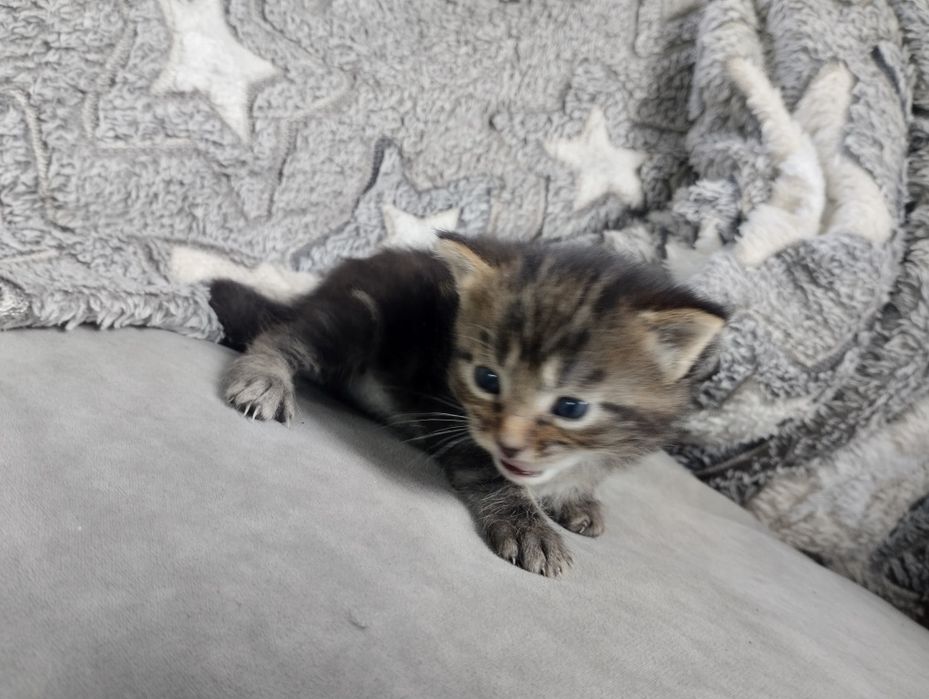 Продам майкунов котят