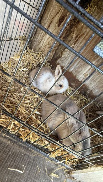 Vand iepuri Mini Lop