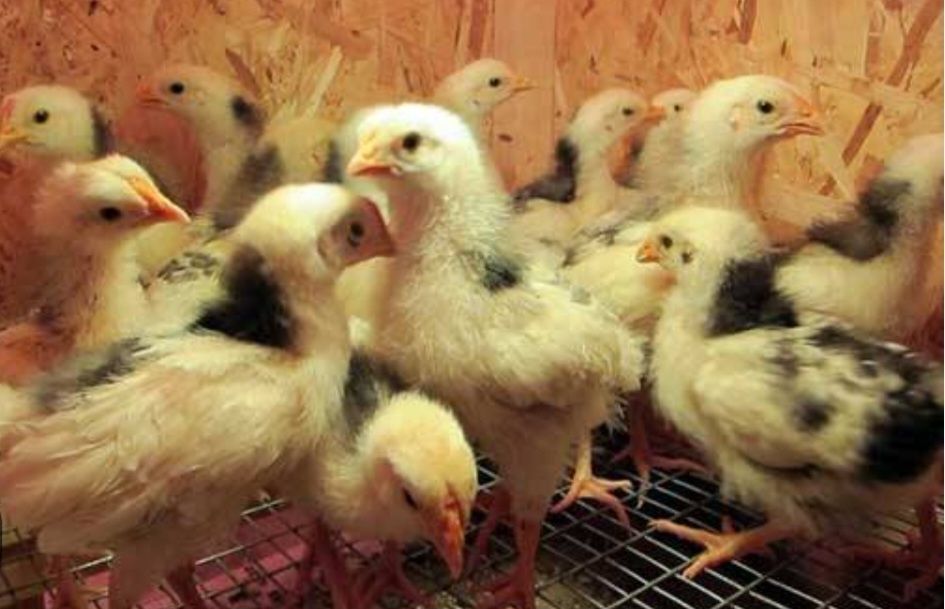 Пушкинские цыплята