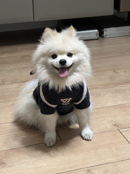 Померанский шпиц на вязку