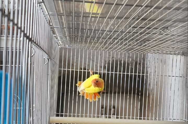 Papugay Opaline Nerazluchka Попугай