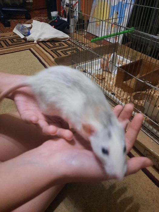 Продам декоративных крыс