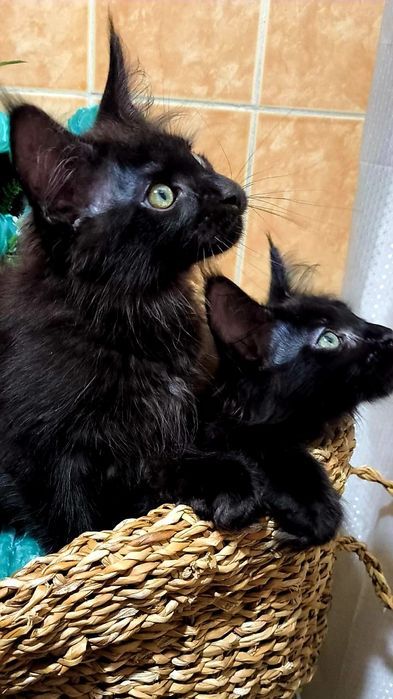 Солидные и Чёрные на Серебре - МЕЙНКУНЧИКИ