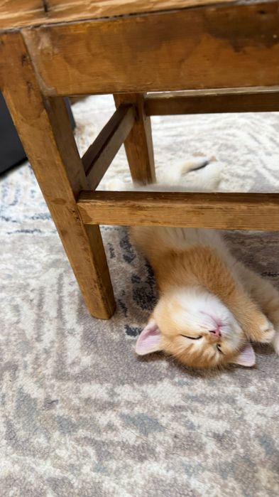 Чистокровная золотая шиншилла